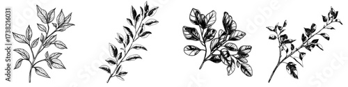 A modern watercolor depiction of an Acacia branch is set against a white background, with the branch itself being modern