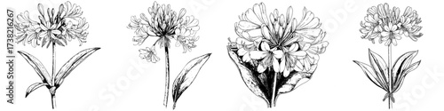 A modern depiction of an agapanthus branch is presented in watercolor, set against a plain white background