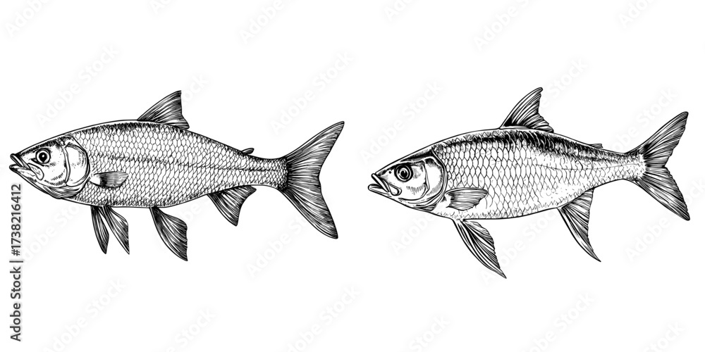 Obraz premium Kippers is the subject of a modern watercolor painting that has been isolated on a white background