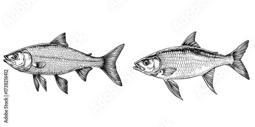 Kippers is the subject of a modern watercolor painting that has been isolated on a white background