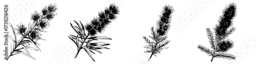 A modern Callistemon branch is depicted in a watercolor painting set against a white background