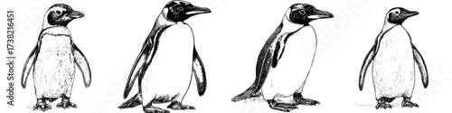 A modern King penguin is depicted in a watercolor painting set against a white background