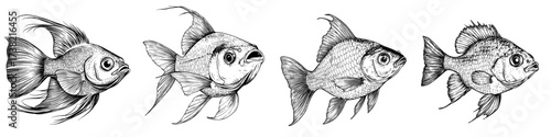A collection of fish is depicted as a modern icon isolated on a white or black background as part of a food illustration sign collection, featuring a fish icon