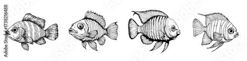 Modern illustration of cute animated fish featuring a playful face and vibrant fins isolated on a white background