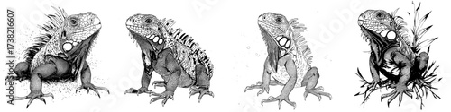 A watercolor illustration of a banded iguana is shown isolated on a white background