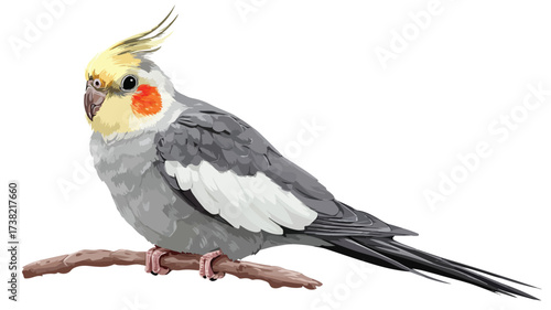 Adorable Cockatiel Bird Cartoon Design with Feathers for Creative Projects