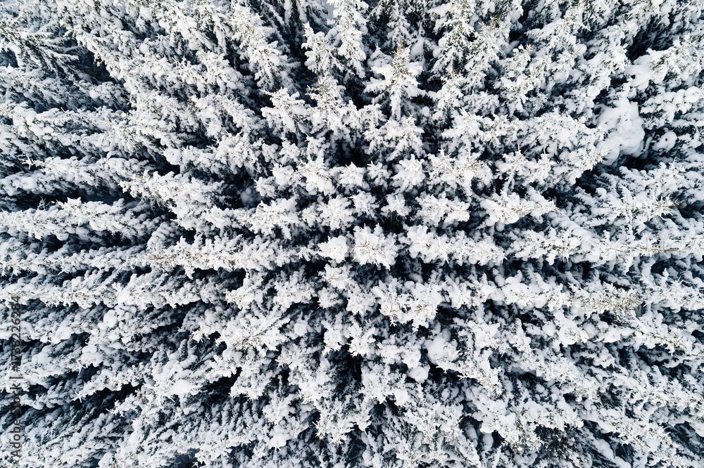 Fototapeta premium Top-down drone view reveals the densely packed, heavy, snow-covered branches of a conifer forest.