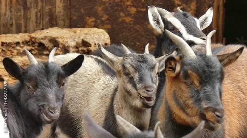 A family of West African dwarf goats in a park