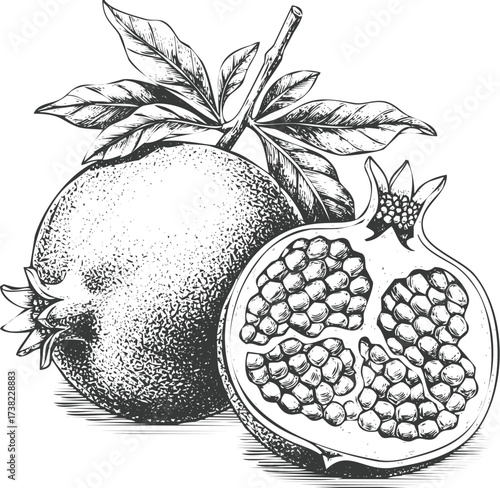 Detailed black and white illustration of pomegranate with cross section, engraving art, vintage style