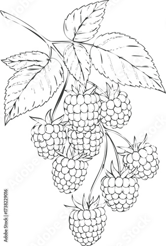 Black and white line art illustration of raspberries on branch, engraving art, vintage style