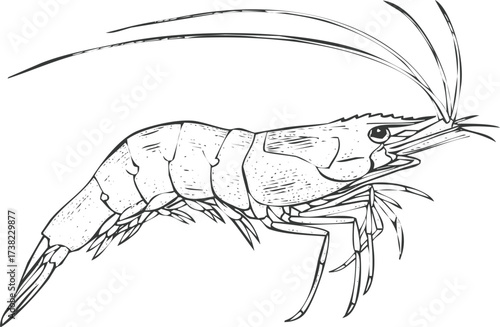Detailed black and white line drawing of shrimp, engraving art, vintage style