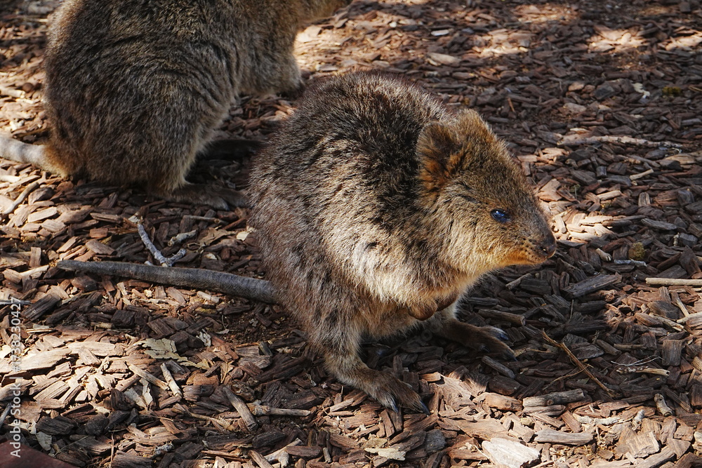 Naklejka premium Quokka on Rottnest Island in Perth, Australia - オーストラリア パース ロットネスト島 クオッカ