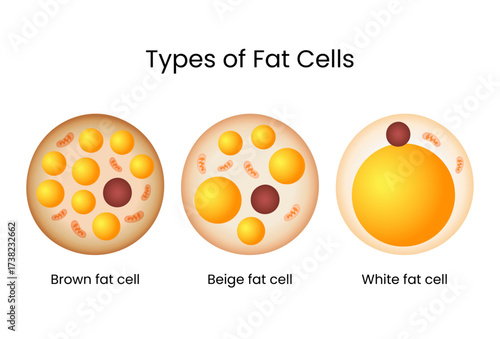 Types of Fat Cells Brown Beige and White Adipose Tissues