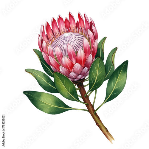 Protea flower stunning watercolor-style vector illustration in shades of pink...