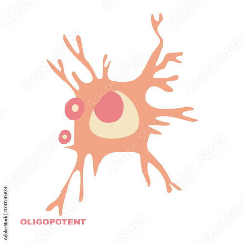 Oligopotent Stem Cell Illustration Science Biology Education Vector