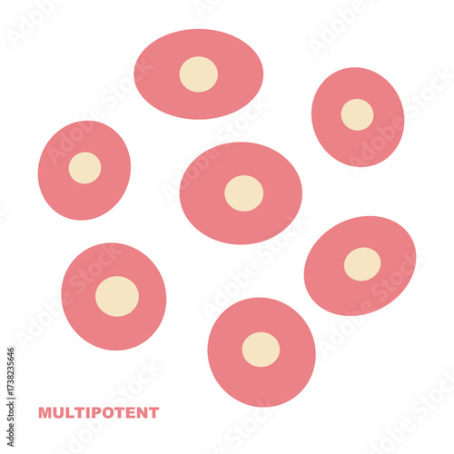 Multipotent Stem Cell Illustration Biology  Science  Education Vector