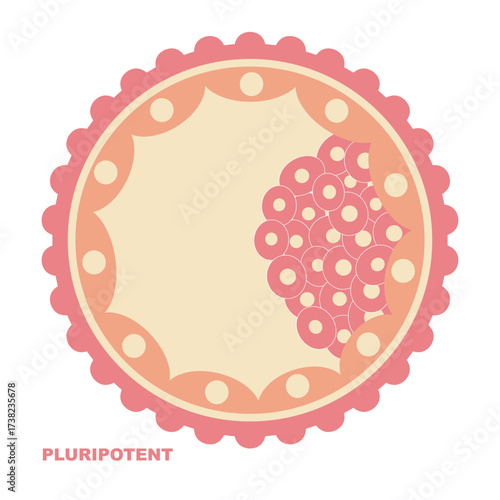 Pluripotent Stem Cell Illustration Biology  Science  Education Vector