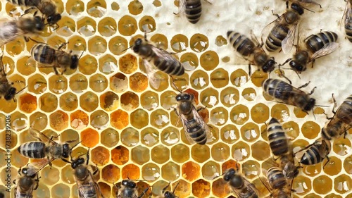 Honey and pollen from various herbs. The most healing honey and pollen. Used in alternative medicine.
