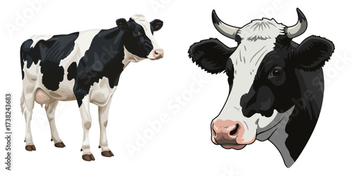 Black and white cow standing and cow head illustration, concept of isolate, net, agriculture, set 