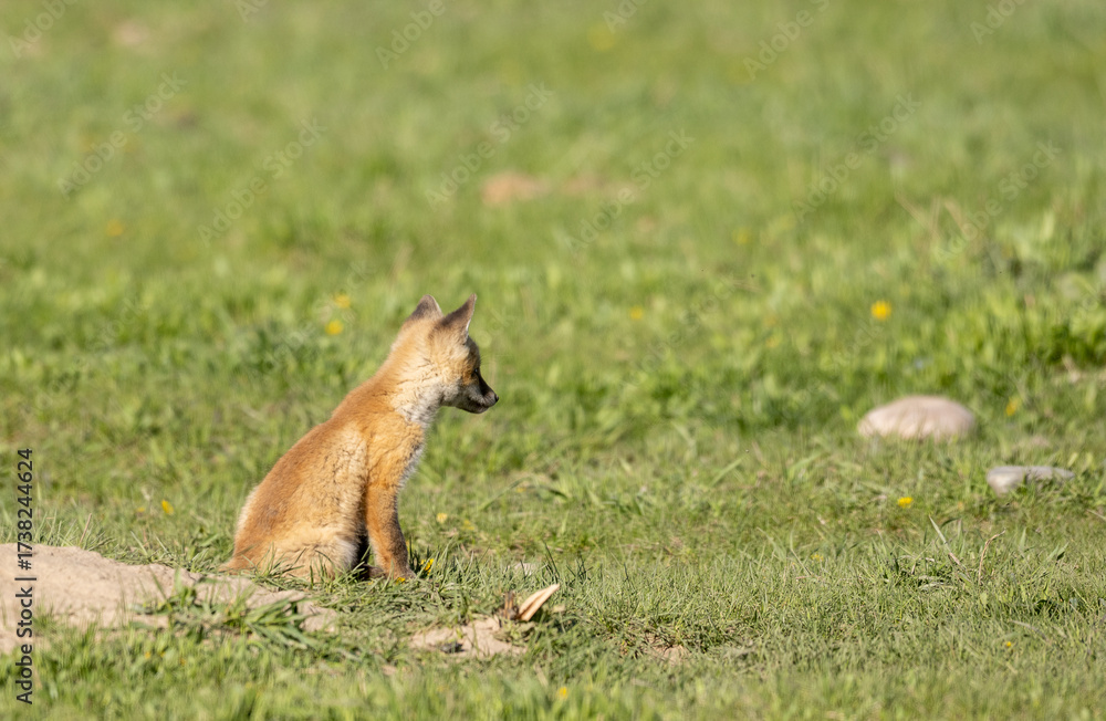 Fototapeta premium Cute Red Fox Pup in a Meadow in Wyoming in Springtime