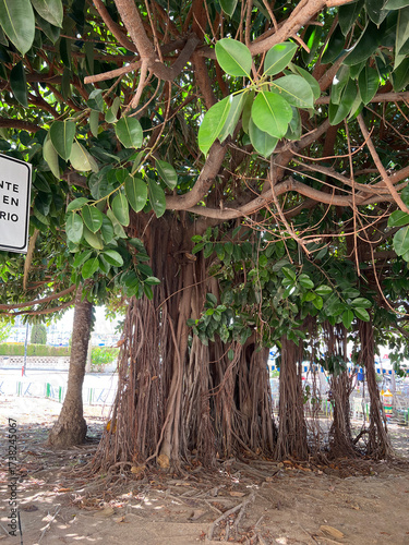 A Banyan ficus with a thick trunk. Photo