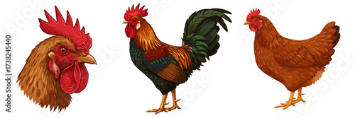 Three different chickens and rooster illustrations,set