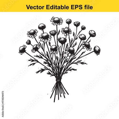 Vector art of bouquet of chamomile flowers