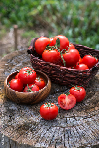 Basket with fresh tomatoes on wooden background. Outdoor, in the garden, on the farm.