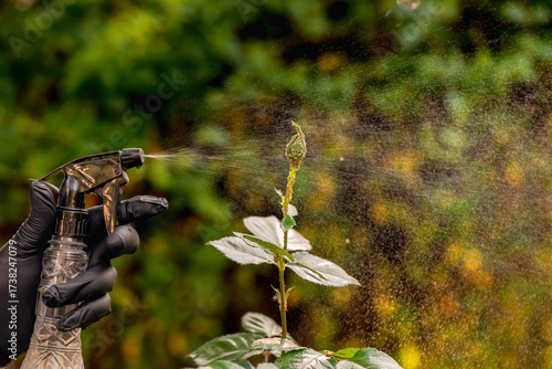 Gardener's hand in protective gloves sprays chemical organic insecticide to the rose bud damaged by aphids colony.