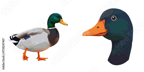 Colorful mallard duck standing and head in profile view,  set