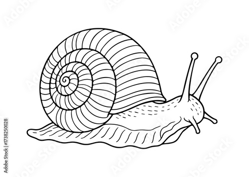 Cute snail. Doodle style. Hand drawn black and white isolated icon. for Coloring book for children and adults art therapy, line art, logotype Illustration. Vector illustration