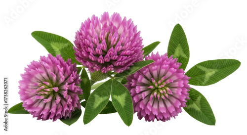 Isolated three red clover flowers with green leaves, a bright and fresh nature shot