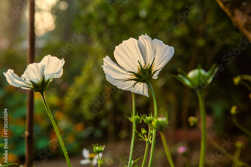 Photography White Cosmos flowers