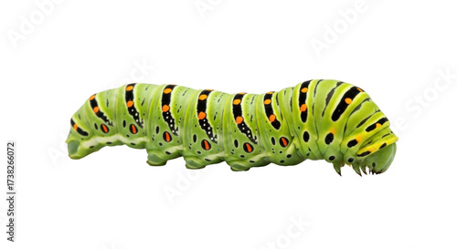 Isolated green caterpillar, bright insect with unique orange and black spots on body