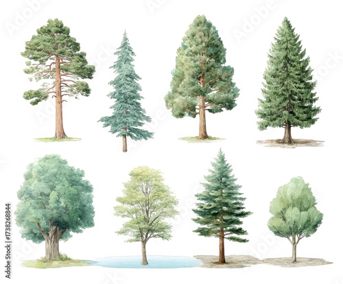 Collection of eight diverse deciduous and coniferous trees, watercolor illustration, isolated on transparent background