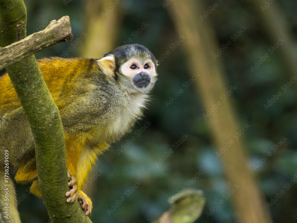 Fototapeta premium Saïmiri