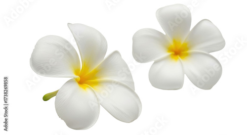 Isolated pair of plumeria flowers, each with five petals and a bright yellow center