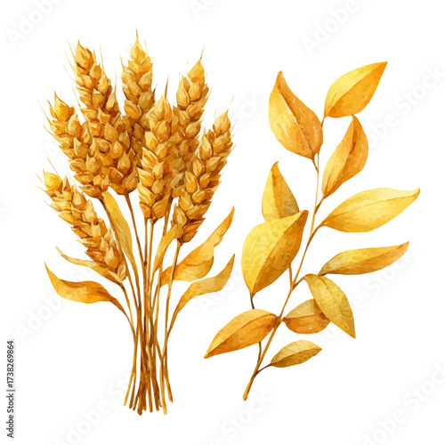 Vector illustration set, My Watercolor illustration, golden wheat ears PNG. Bouquet of golden painting isolated on a white background, an EPS painting design, 