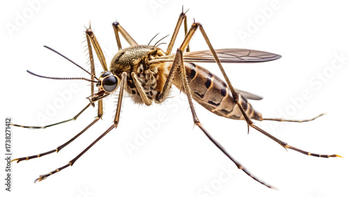 Wallpaper Mural cockroach on white background Torontodigital.ca