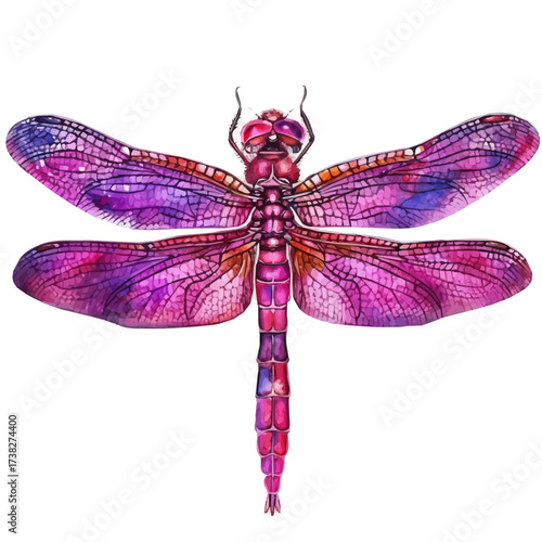 Vector illustration set, eps format, My Watercolor illustration, simple flat dragonfly on grass painting isolated on a white background, EPS painting design