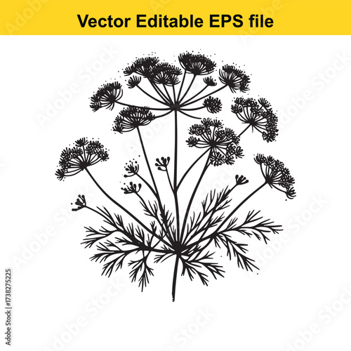 Vector art of dill plant illustration