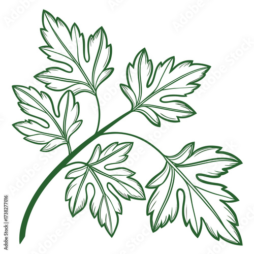Stylized green outline of a parsley sprig with detailed leaves on a white background