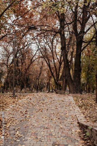 A path in the park. Fallen leaves in an autumn park.