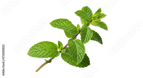 Isolated spearmint sprig, a fresh herb with natural green leaves and distinctive flavor and scent