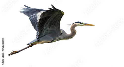 Obraz na plátně Isolated great blue heron flying, wings spread, long beak and legs, neck curved