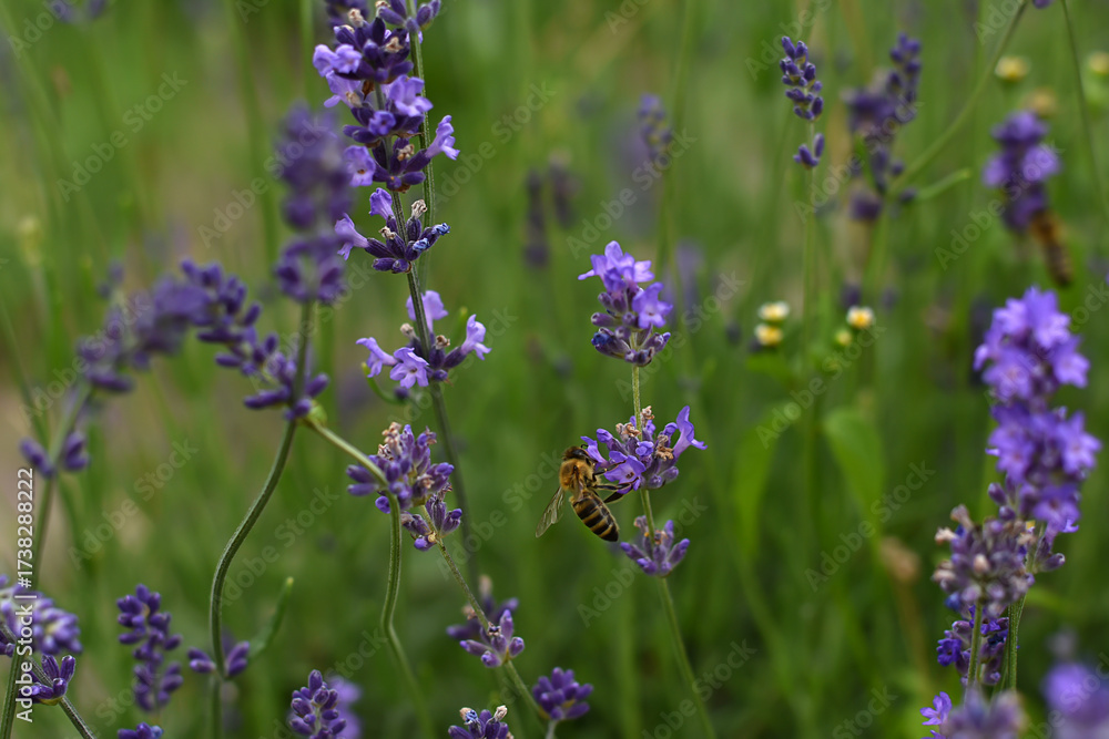 Obraz premium Violet Lavender in the middle of the summer. Floral nature background. Field of Lavender. Close up Lavandula angustifolia and the bee.