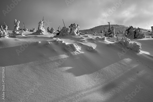 Fototapeta Naklejka Na Ścianę i Meble -  The snow-covered spruces on a mountain slope in the Giant Mountains