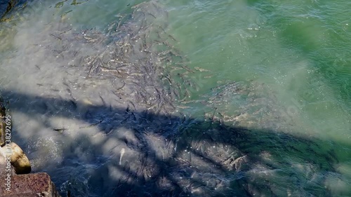 Fish flock eating in city sewage discharge polluted water, environmental nature industrial contamination. 4k