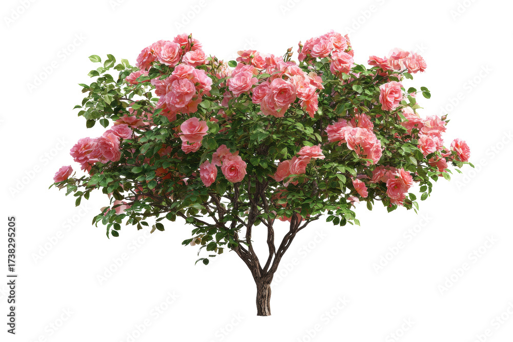 Fototapeta premium Pink Rose Bush on Transparent Background