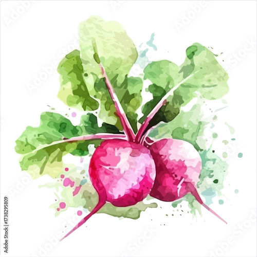 Vector illustration set, eps format, My Watercolor illustration, flat red radish painting isolated on a white background, EPS design